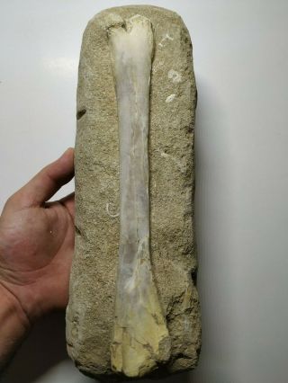 A11 - Top Rare 10.  23  Unidentified Pterosaur Limb Bone Upper Cretaceous Oued Zem