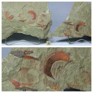 R375 - Top Rare 2 Harpides Sp Alignment In Row Lower Ordovician Trilobites