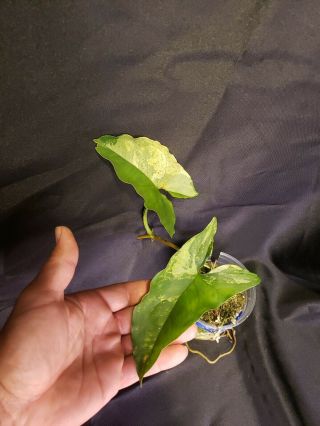 Syngonium faustina varigated 6,  not monstera,  or philodendron,  rare,  aroid 2
