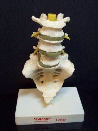 Vintage Voltaren Geigy Doctor Display Spine Vertebral Column Anatomical Model 7 "
