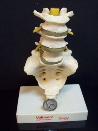 Vintage Voltaren Geigy Doctor Display Spine Vertebral Column Anatomical Model 7 