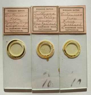 Fine Antique Trio Of Diatom Microscope Slides.  By Sutter.  From Nz.  Jutland&cali.