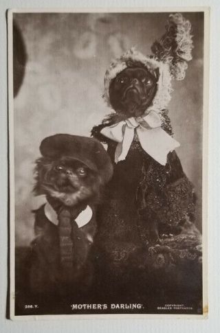 Antique C.  1903 Real Photo Postcard Humorous Dressed Dogs Affenpinscher Dog