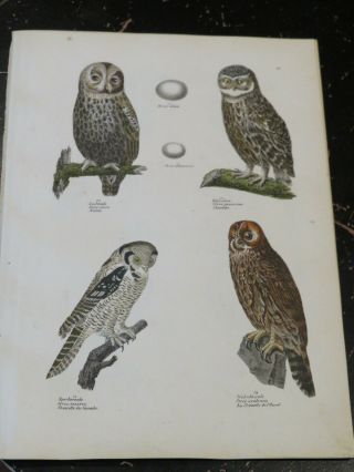 Birds - Naturgeschichte Der Vögel.  Schinz,  Hans Rudolf,  Zurich 1854 Plate 10