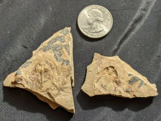 Rare Nephrolenellus trilobite fossil,  Cambrian Nevada,  part/founteroart 2