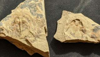 Rare Nephrolenellus trilobite fossil,  Cambrian Nevada,  part/founteroart 3