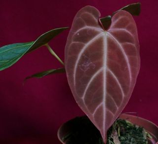 Anthurium Magnificum 2 Heads Rare Velvet Aroid Plant