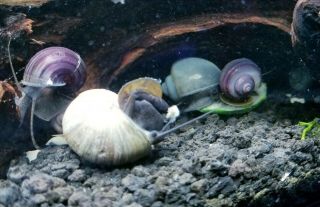 5 Live Freshwater Mystery Apple Snails In Assorted Rare Colors - Low $5