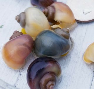 5 Live Mystery Snails In Assorted Rare Colors - Low Flat - Rate