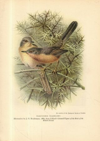 Overlooked Vintage Art Print - " Dartford Warblers " By J.  G.  Keulemans (nd)