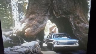 Rare 8 Home Movie Film Reel California Giant Redwood Trees Trip Ca Usa S56