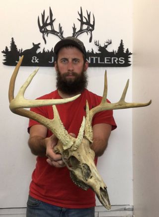 Rare “3 Antler” Real Whitetail Skull 9pt Antler Horn Deer Mount Taxidermy Rack