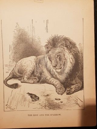 Antique Book Print - The Lion And The Sparrow - 1894