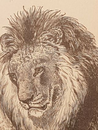 Antique Book Print - The Lion And The Sparrow - 1894 3