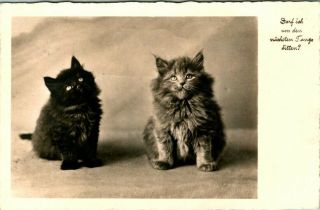 C44 - 8458,  Cats,  Real Photo Antique German Postcard.