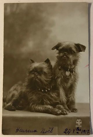 1917 Dog Pc Brussels Griffon Bruxellois Antique French Noyer Photo Postcard