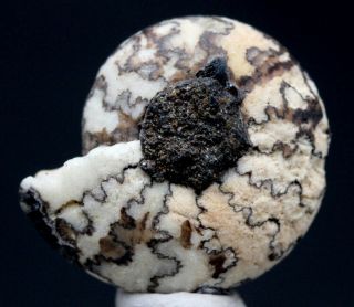 Rare Marble Ammonite Fossil Specimen From Russia Extraordinary