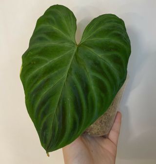 Philodendron Verrucosum - Red Back - Fuzzy Stem - Rare Aroid - Not Monstera