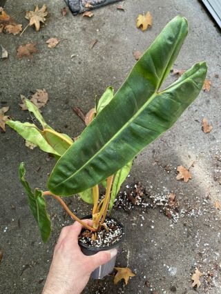 Rare Large Philodendron Billietiae