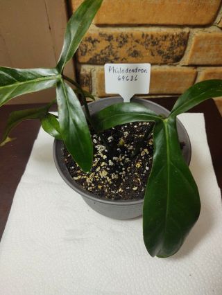 Rare Philodendron 69686 Aroid