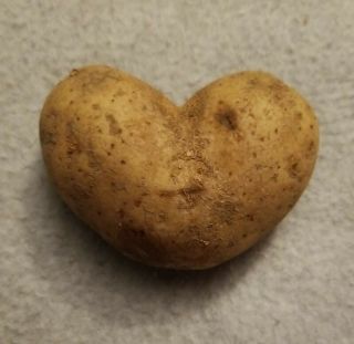 ❤ Almost Perfect Love Heart Shaped Potato Very Rare Unusual Collector ' s Item ❤ 2