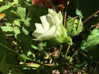 Rare Erlene’s Heirloom Green Cotton Seeds (gossypium Hirstum)