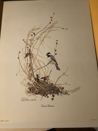 Sallie Ellington Middleton Art Print Carolina Chickadee 24x18 Bird Rare Signed
