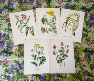Vintage Wild Flower Prints Set Of 5 1950s Book Plate Plants Prints To Frame