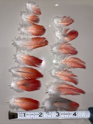 Red Tail Feathers Craft Art Fly Fishing Rare 15pc Parrot Congo African Grey 2