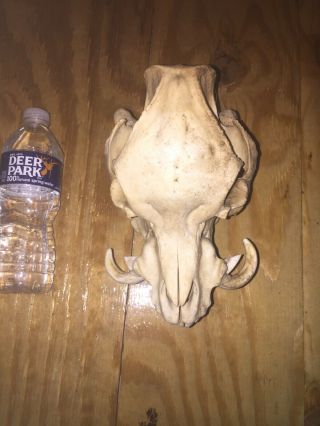 Rare Pig Skull Very Small With Huge Teeth