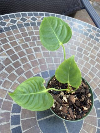 Anthurium Veitchii - King Anthurium Rare Live Plant