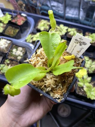Nepenthes Nebularum Bcp Rare Carnivorous Plant Medium Sized Plant