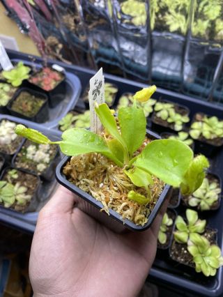 Nepenthes nebularum BCP rare Carnivorous Plant Medium Sized Plant 2