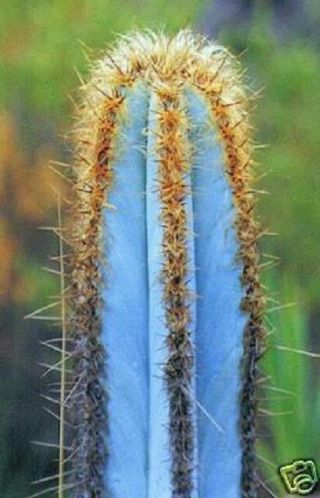 Pilosocereus Purpureus @j@ Exotic Color Columnar Rare Cacti Cactus Seed 10 Seeds
