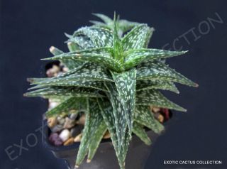 Aloe Descoingsii @j@ Agave Healing Medicinal Succulent Rare Plant Seed 10 Seeds