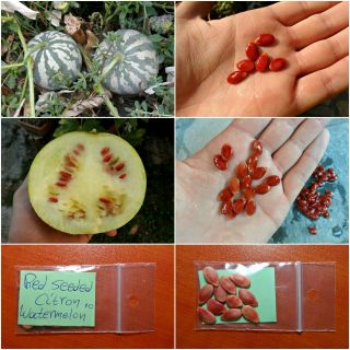 Watermelon  Red Seeded Citron  10 Top Quality Seeds - Extremely Rare - Unique