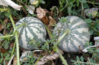 Watermelon  Red Seeded Citron  10 Top Quality Seeds - EXTREMELY RARE - Unique 2