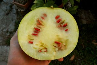 Watermelon  Red Seeded Citron  10 Top Quality Seeds - EXTREMELY RARE - Unique 3