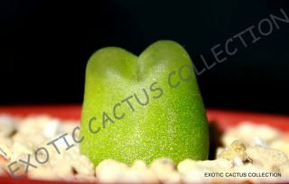 Rare Conophytum Ratum Mesembs Exotic Succulent Rock Living Stones Seed 15 Seeds