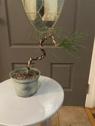 Rare Japanese Black Pine Bonsai Live Tree