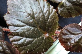 Begonia U485,  A Rare Unidentified Species With Iridescent Leaves