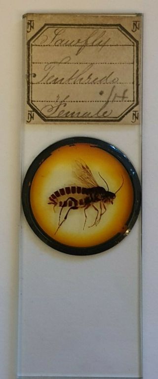 Fine Antique Whole Insect Microscope Slide Sawfly Female.  By Norman.
