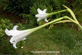 Hippeastrum Argentinum Extremely Rare Bulb Amaryllis Fragrant Only One