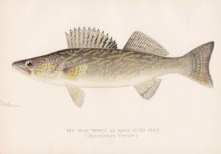 Antique Fish Print: Walleye Or Pike Perch,  Wall - Eyed Pike Denton 1897