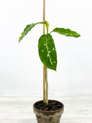 Aglaonema Pictum ‘tricolor’ - Rare Aroid