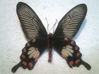 Real Insect/butterfly/moth Set B6682 Rare Pachliopta Aristolochiae Red/black