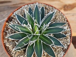 Agave Filifera Hybride Compact Form Rare Type On Roots Pot 10 Cm Cactus