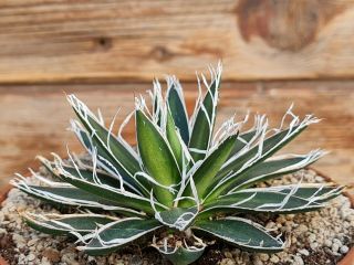 agave filifera hybride compact form RARE type on roots pot 10 cm cactus 2
