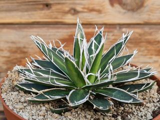 agave filifera hybride compact form RARE type on roots pot 10 cm cactus 3