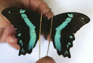 Papilionidae Papilio Sosia ? Female Rare From Cameroon